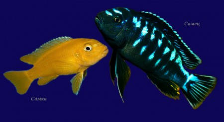  Йохани (Melanochromis johanni)